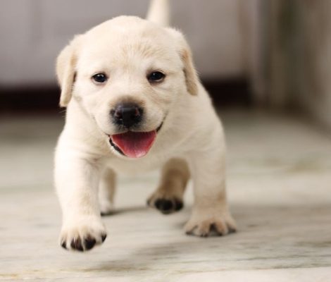 Labradorretrievermiamipuppies-content2