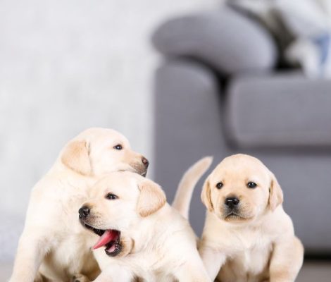 Labradorretrievermiamipuppies-content3