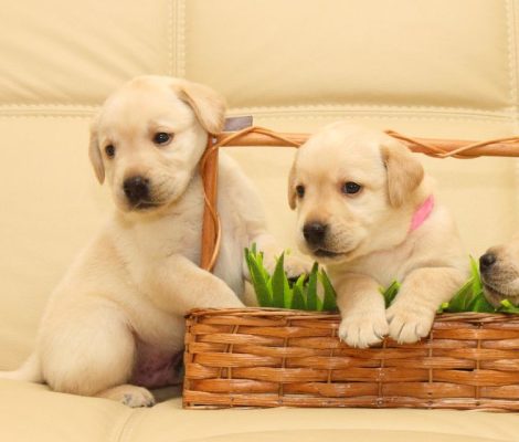 Labradorretrievermiamipuppies-content7